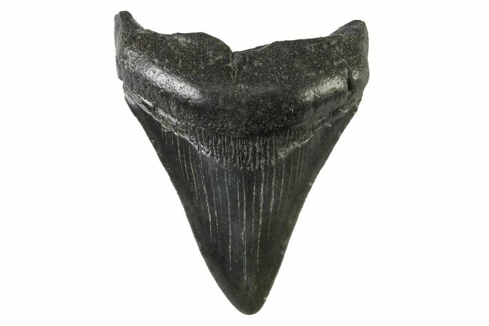 Fossil Megalodon Tooth - South Carolina #333598